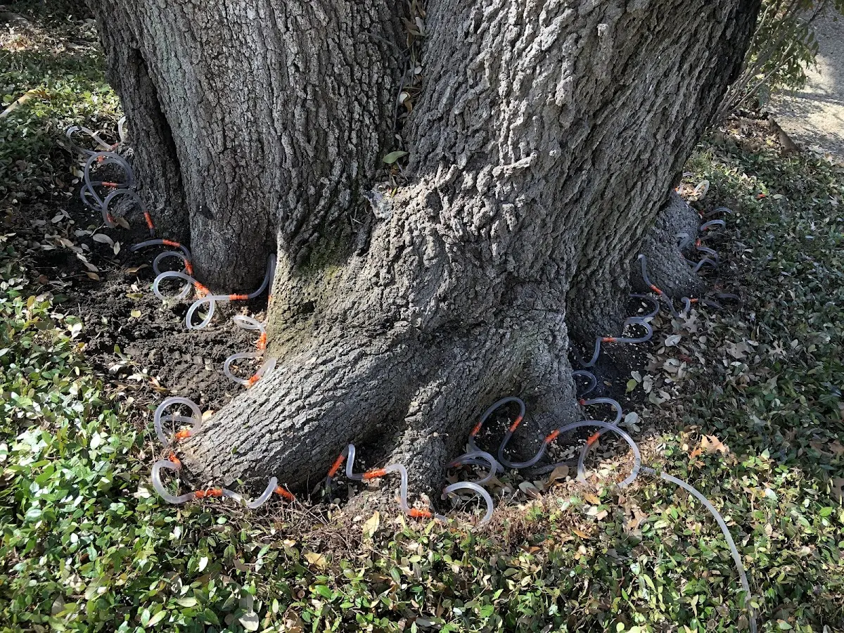 Detailed Tree Cabling and Bracing job site in Wales
